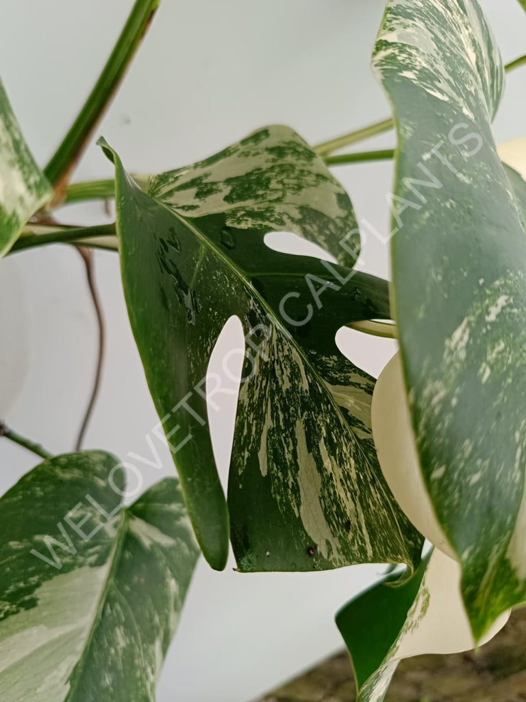 Monstera variegata albo