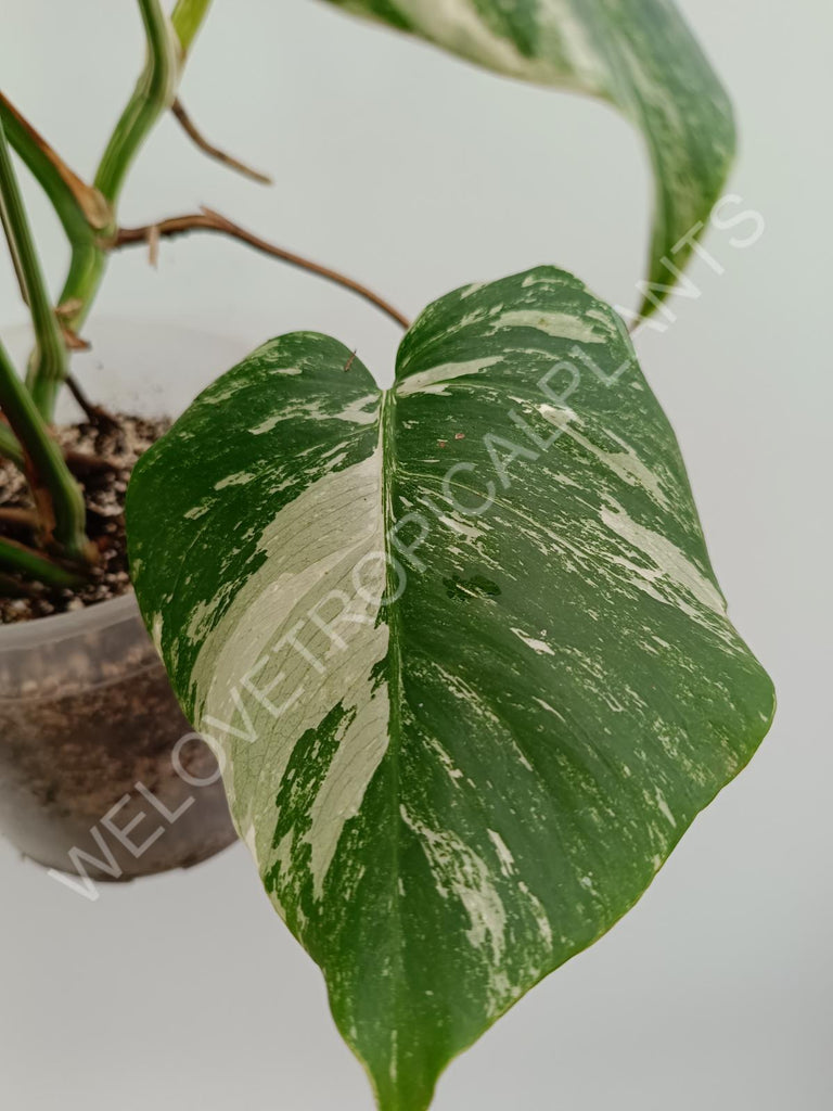 Monstera variegata albo