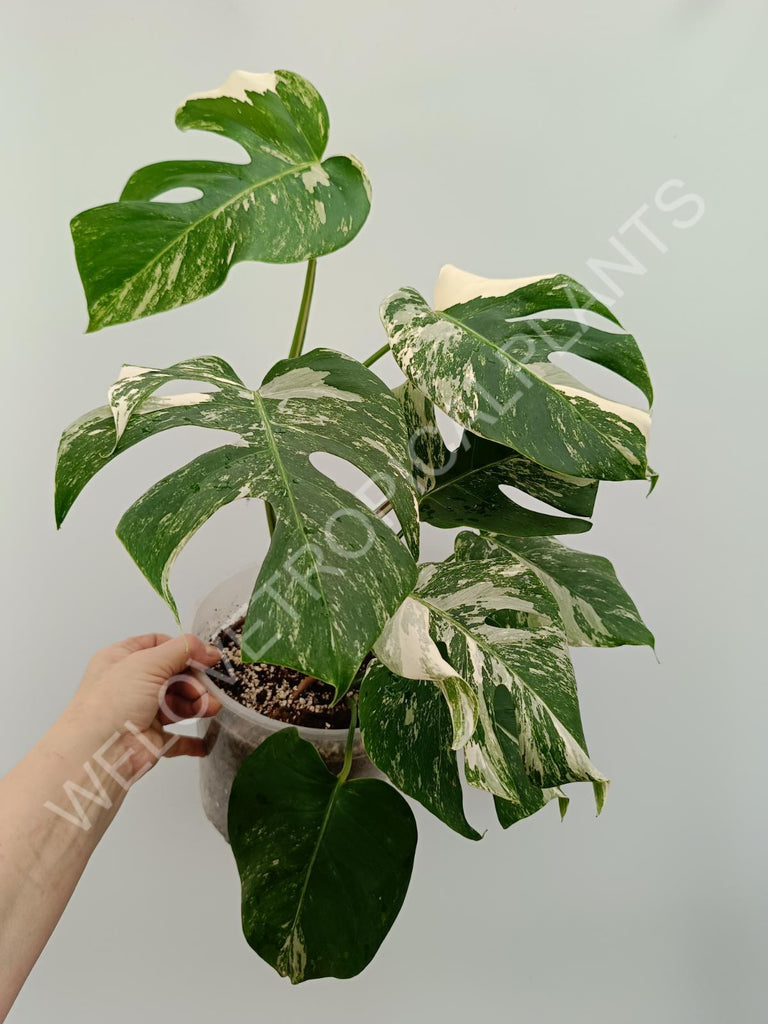 Monstera variegata albo