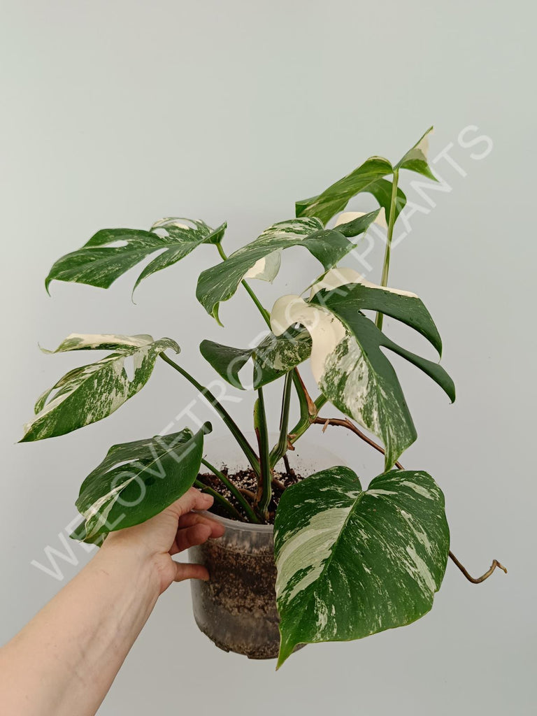 Monstera variegata albo