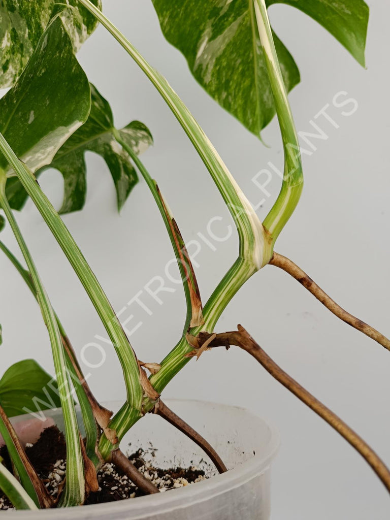 Monstera variegata albo