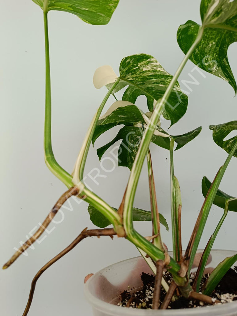 Monstera variegata albo