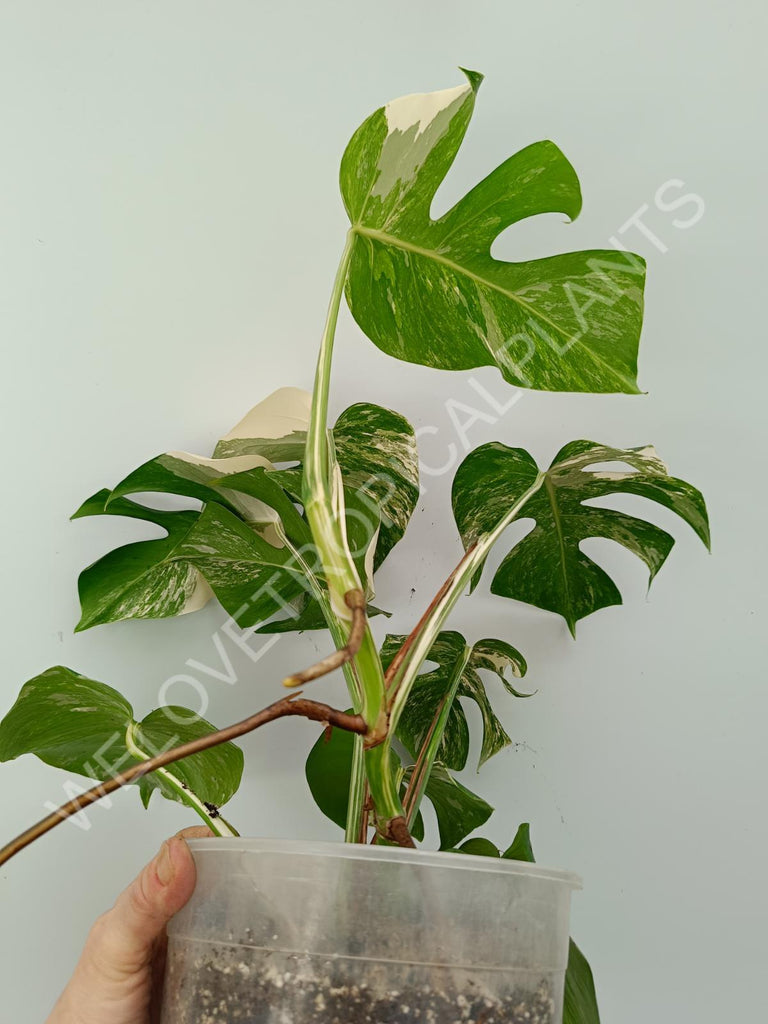 Monstera variegata albo