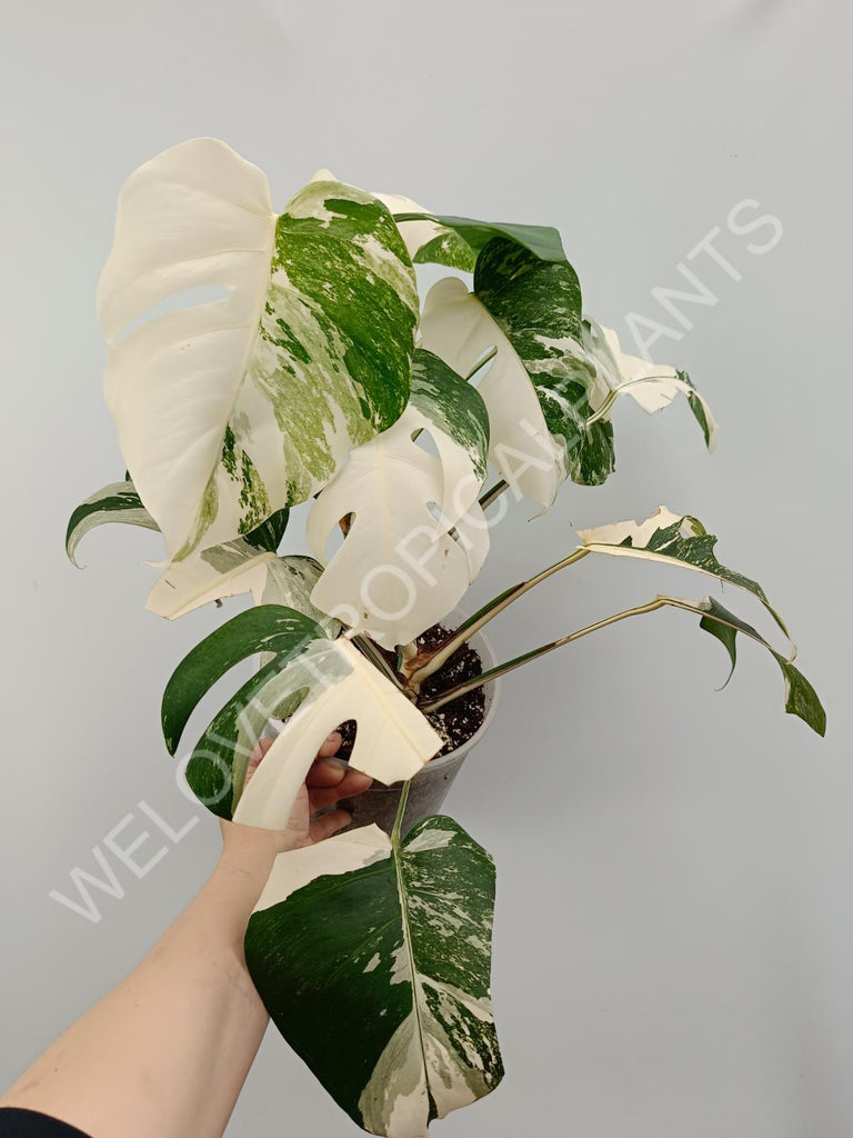 Monstera variegata albo high variegation