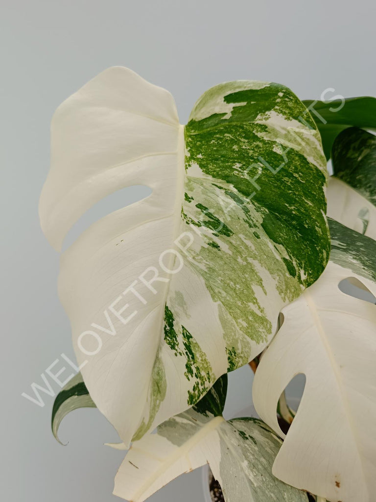 Monstera variegata albo high variegation