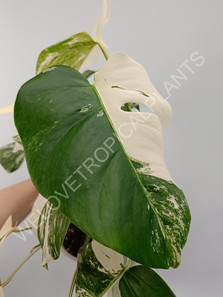 Monstera variegata albo high variegation