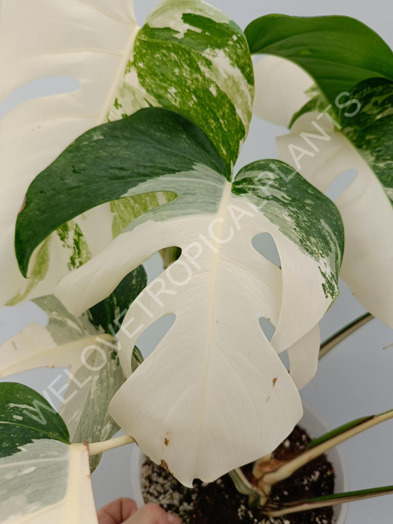 Monstera variegata albo high variegation