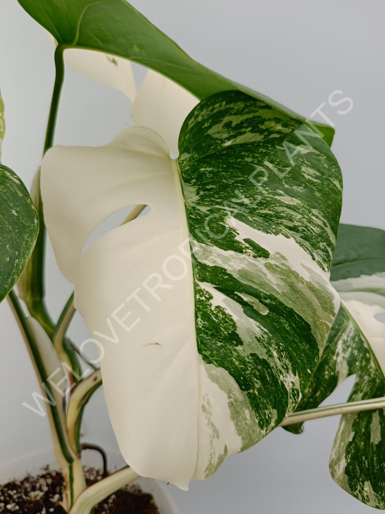 Monstera variegata albo high variegation