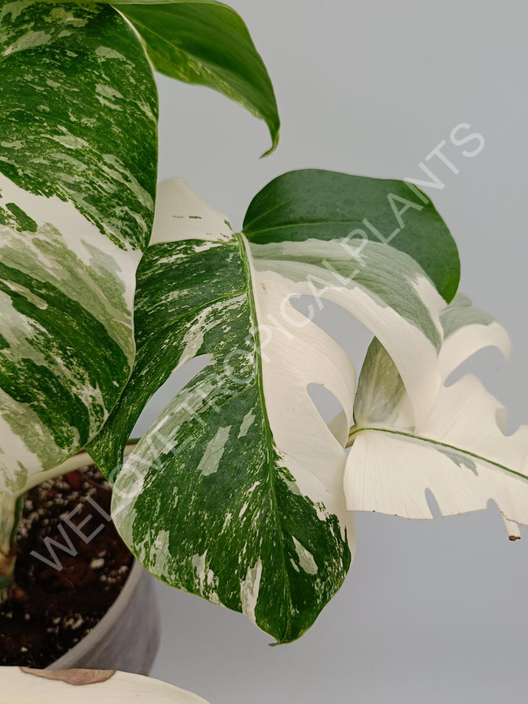 Monstera variegata albo high variegation