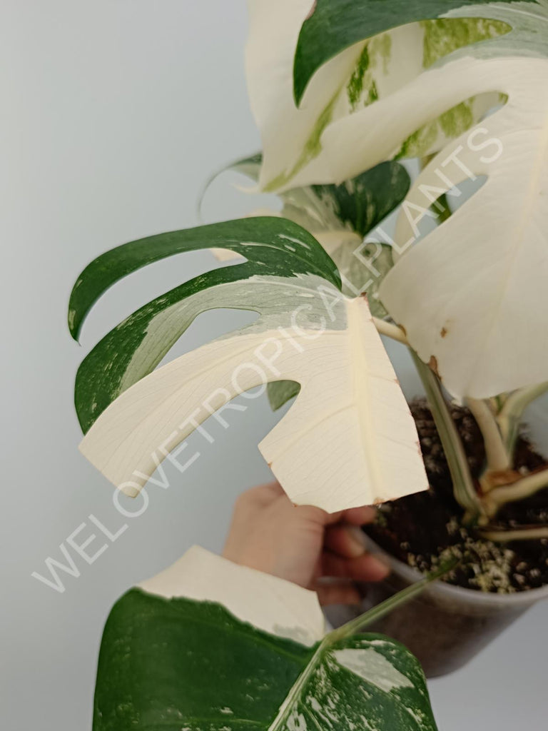 Monstera variegata albo high variegation