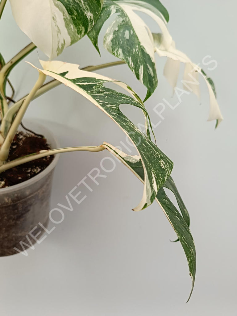 Monstera variegata albo high variegation