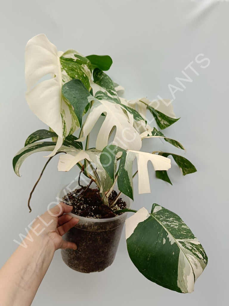 Monstera variegata albo high variegation