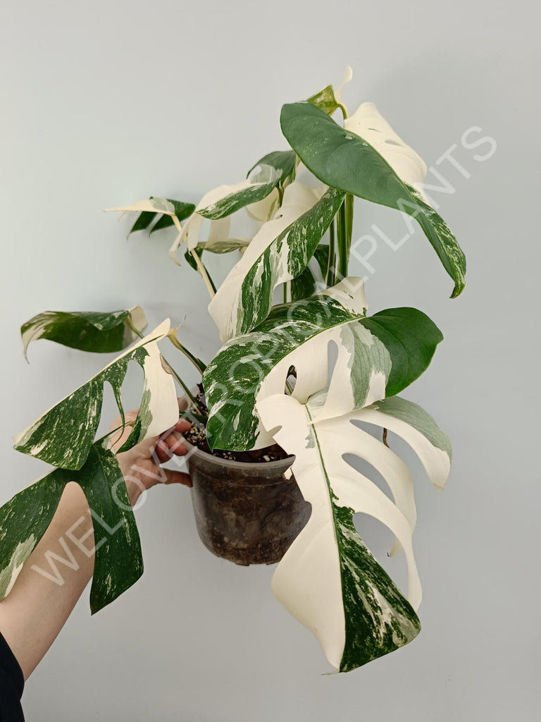 Monstera variegata albo high variegation