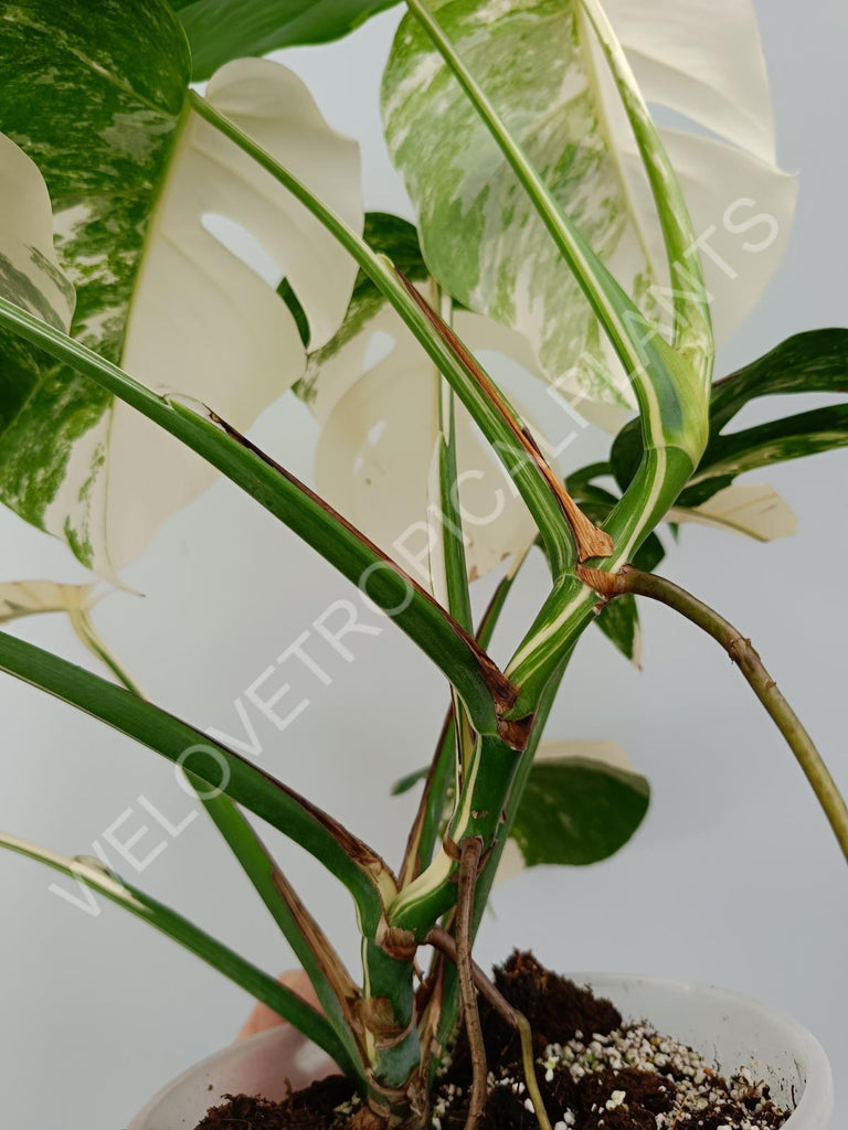 Monstera variegata albo high variegation