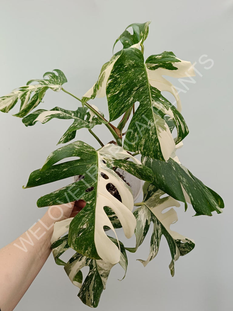 Monstera variegata albo