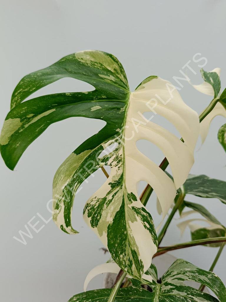 Monstera variegata albo