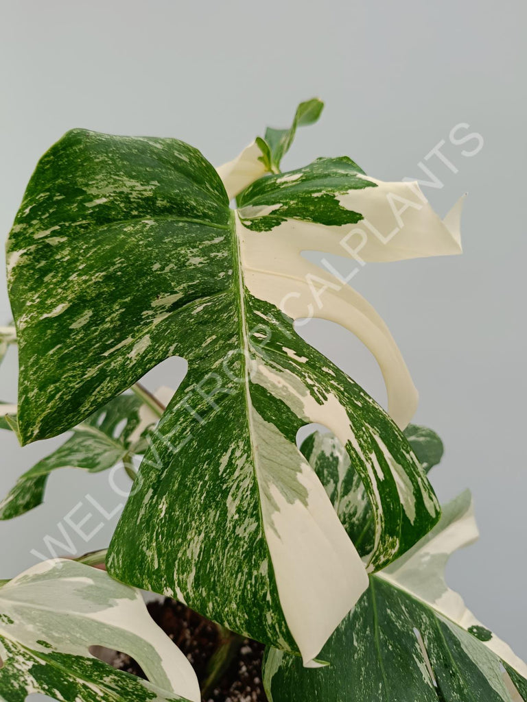 Monstera variegata albo