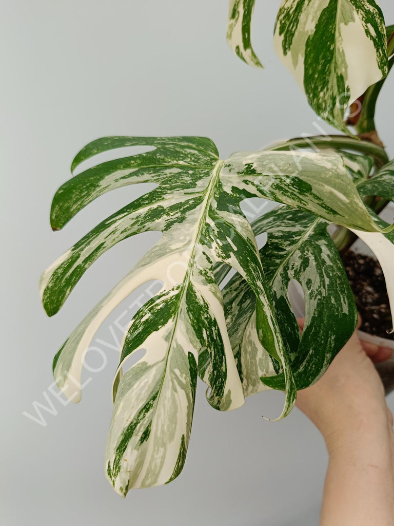 Monstera variegata albo