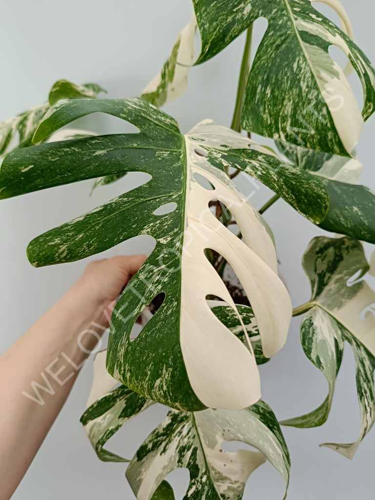 Monstera variegata albo