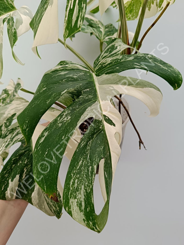 Monstera variegata albo