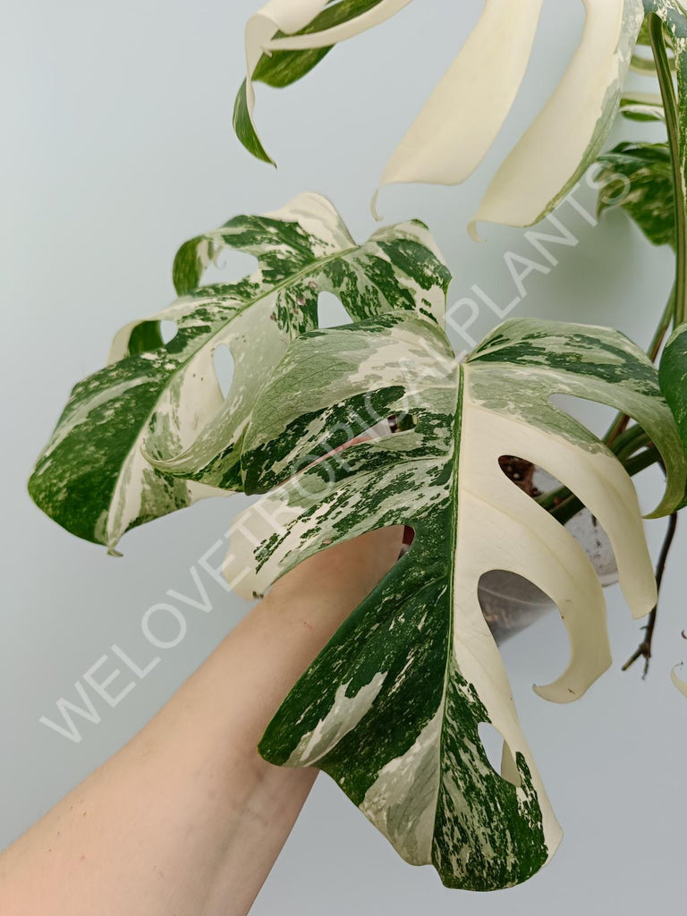 Monstera variegata albo