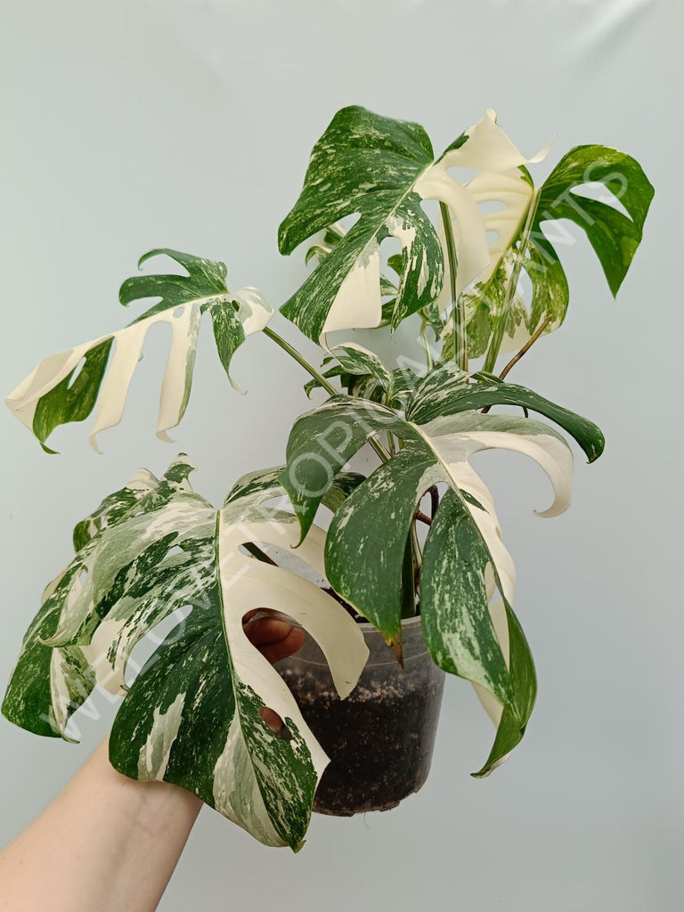 Monstera variegata albo