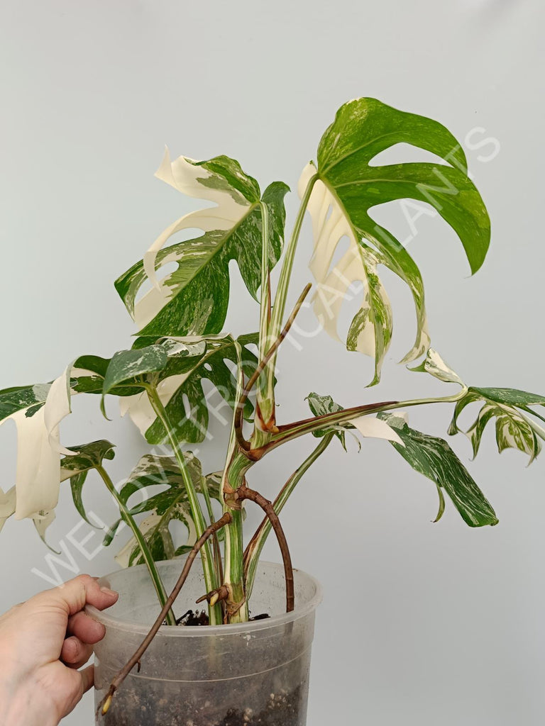 Monstera variegata albo