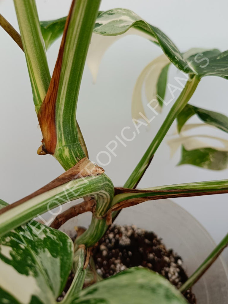 Monstera variegata albo