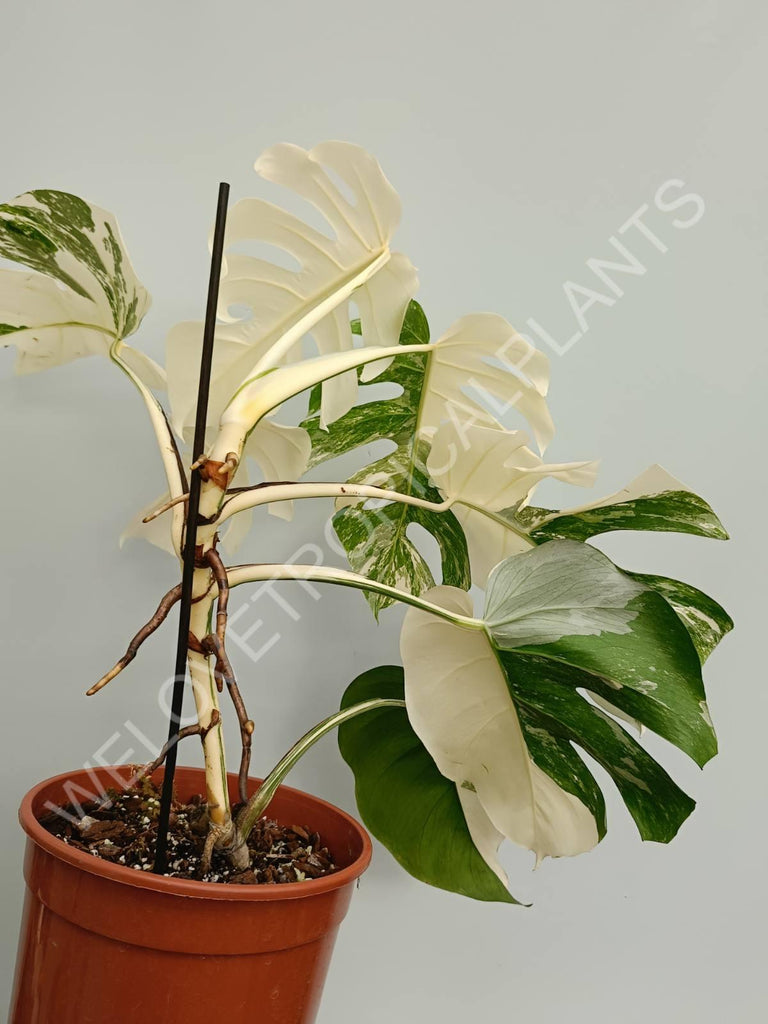 Monstera variegata albo fullmoon