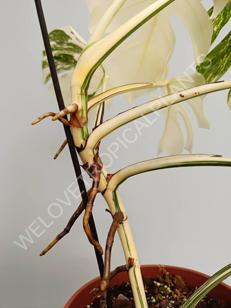 Monstera variegata albo fullmoon