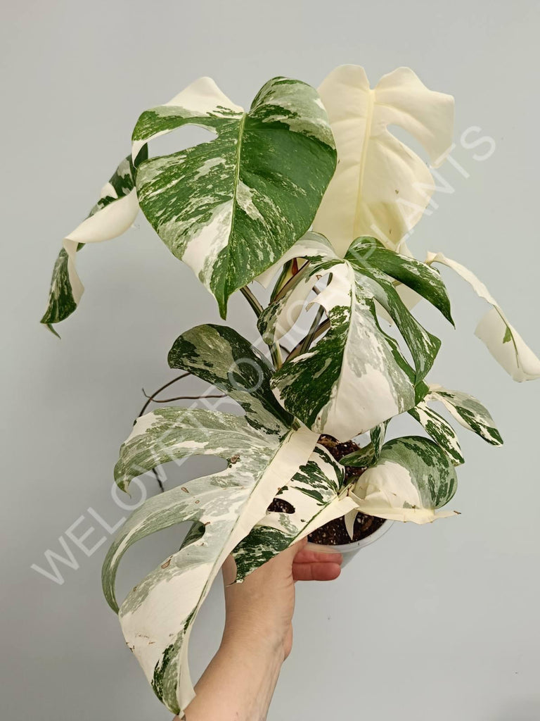 Monstera variegata albo fullmoon