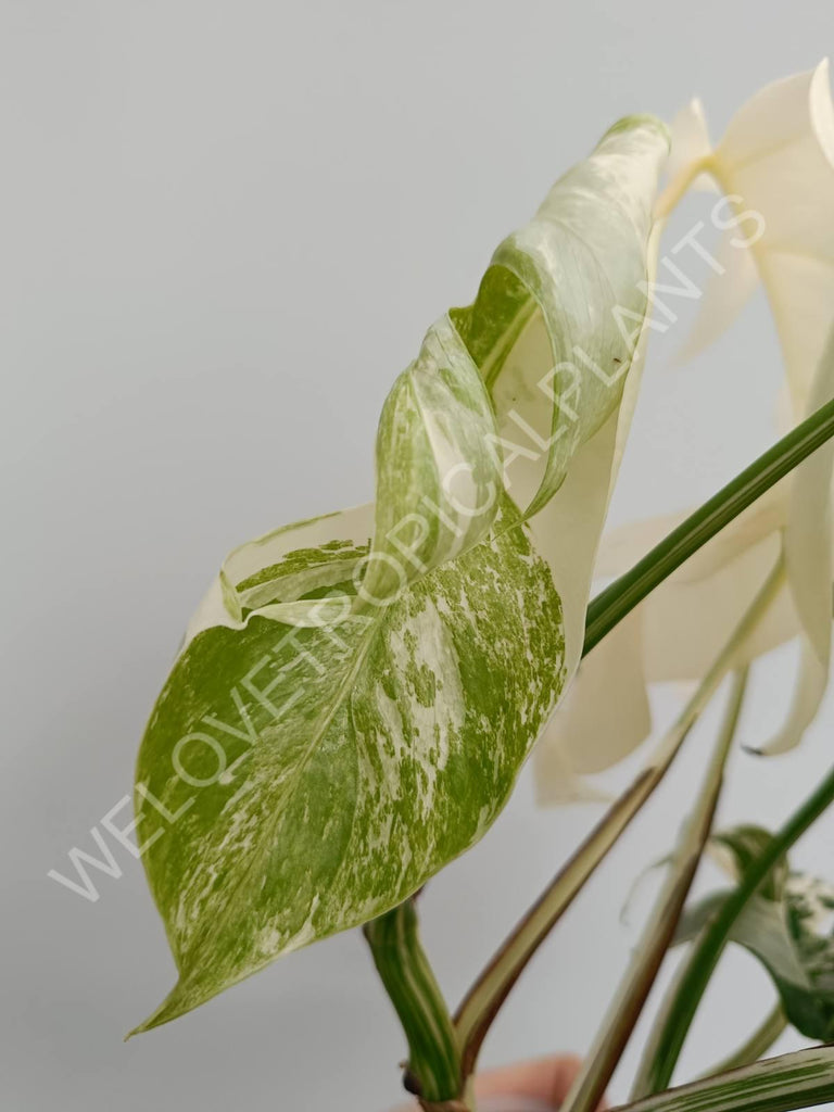 Monstera variegata albo fullmoon