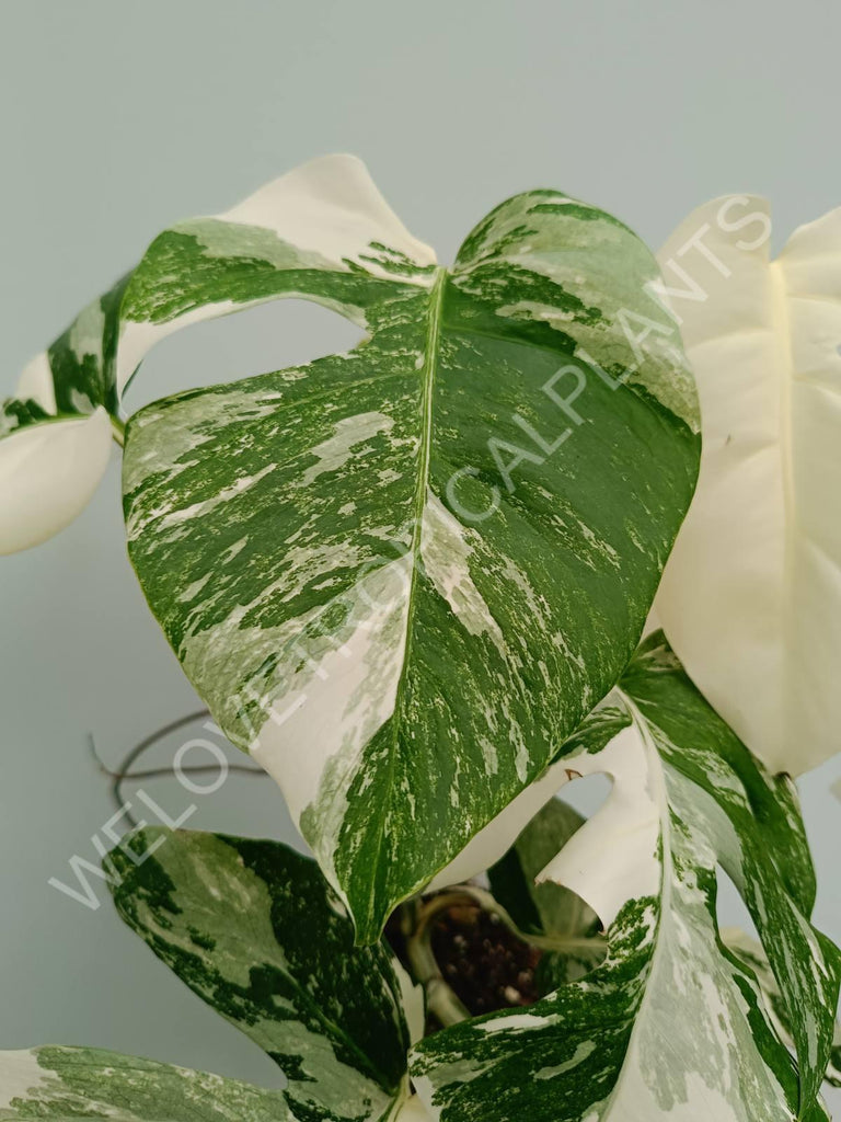 Monstera variegata albo fullmoon