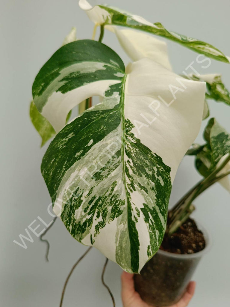 Monstera variegata albo fullmoon