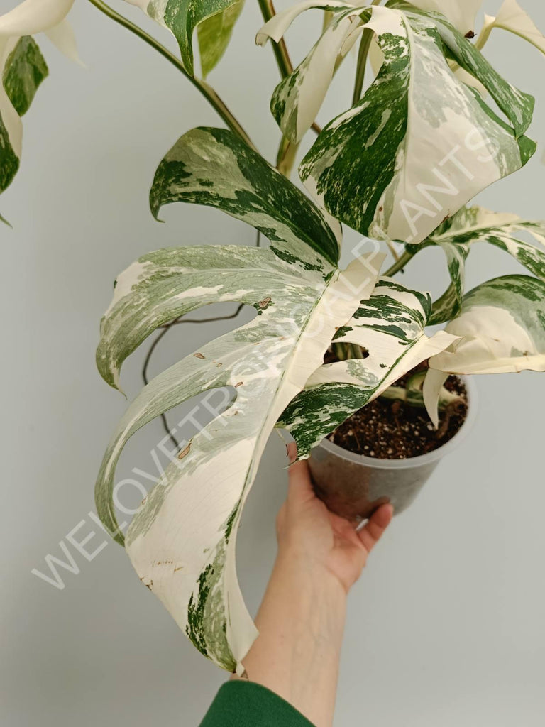 Monstera variegata albo fullmoon