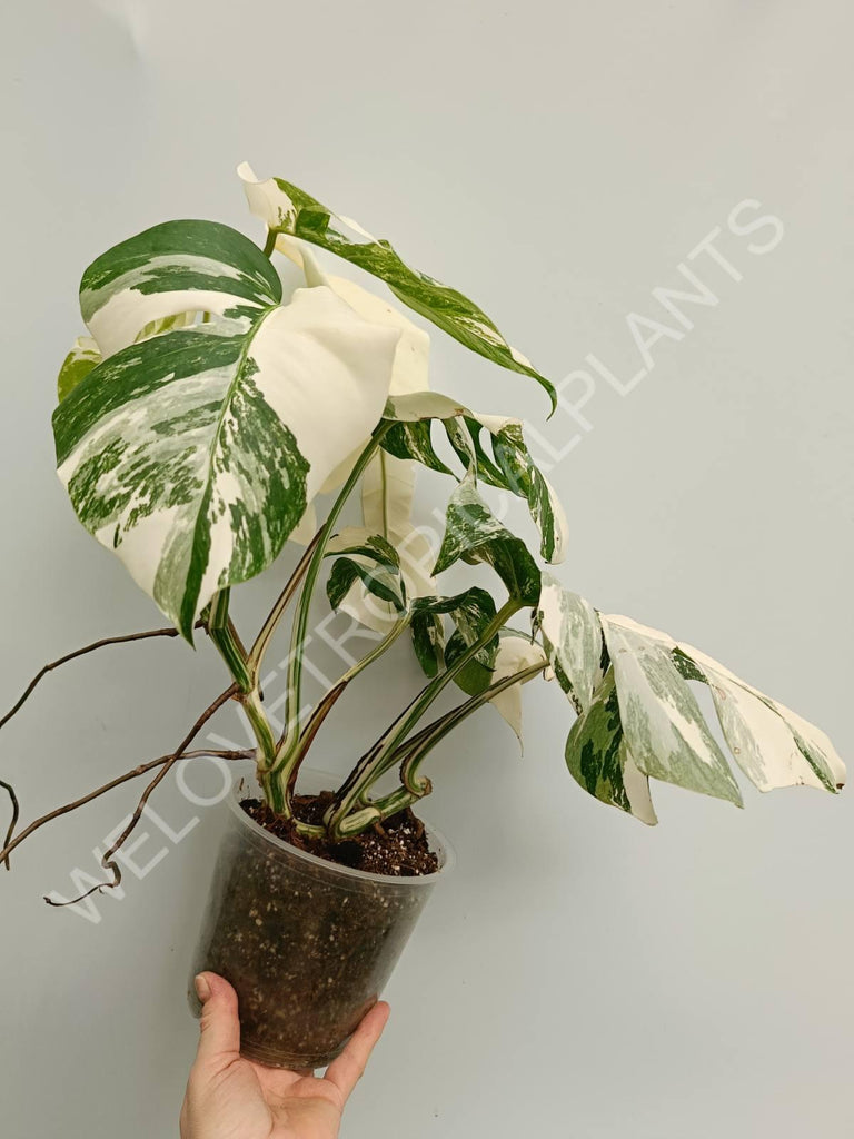 Monstera variegata albo fullmoon