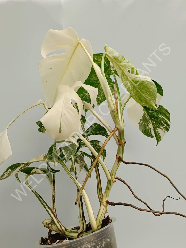 Monstera variegata albo fullmoon