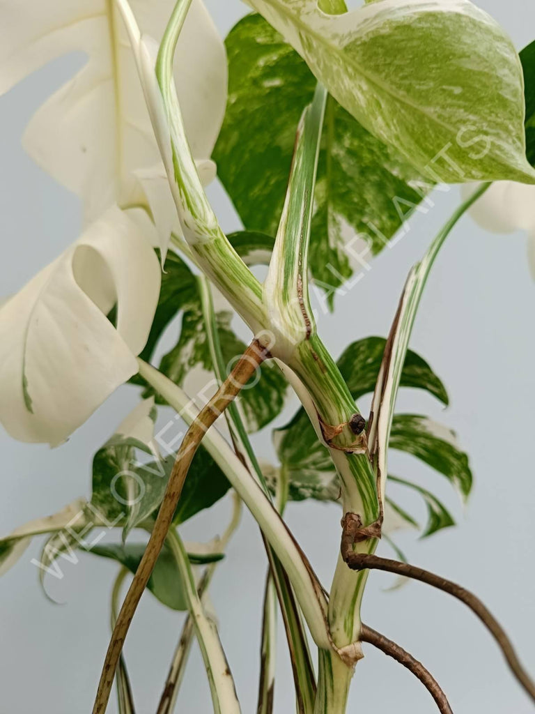 Monstera variegata albo fullmoon