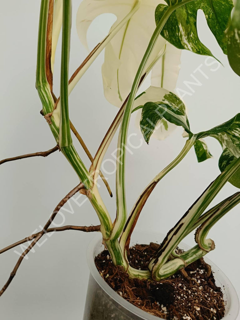 Monstera variegata albo fullmoon