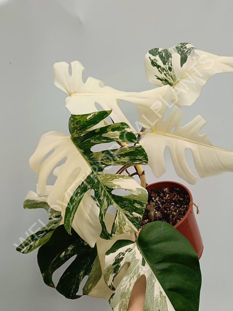 Monstera variegata albo fullmoon