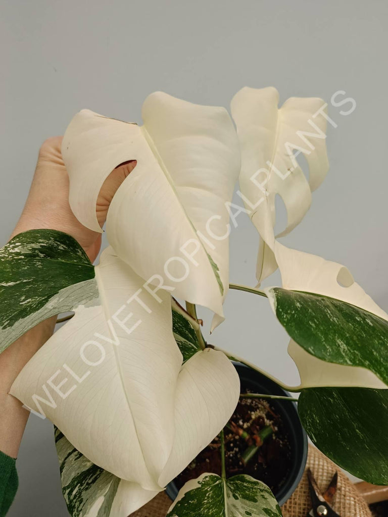 Monstera variegata albo fullmoon