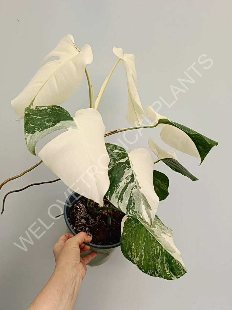 Monstera variegata albo fullmoon