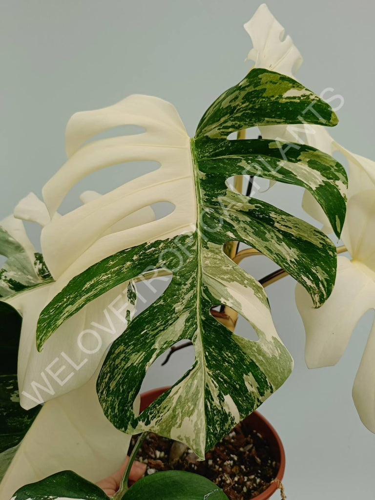 Monstera variegata albo fullmoon