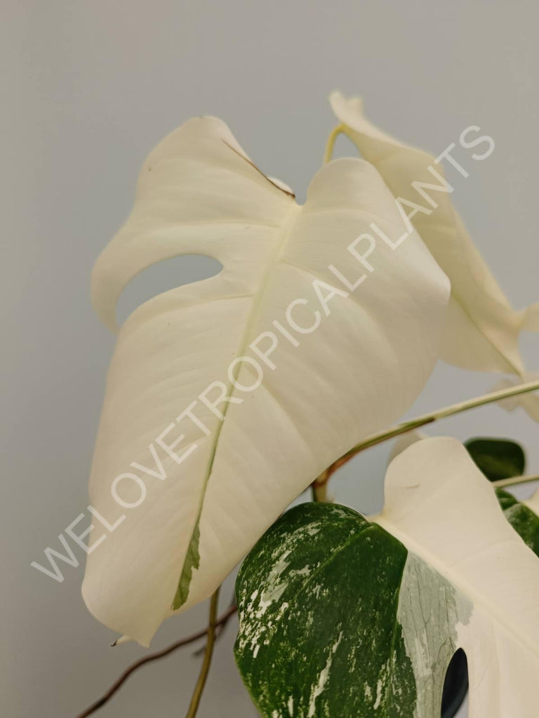 Monstera variegata albo fullmoon