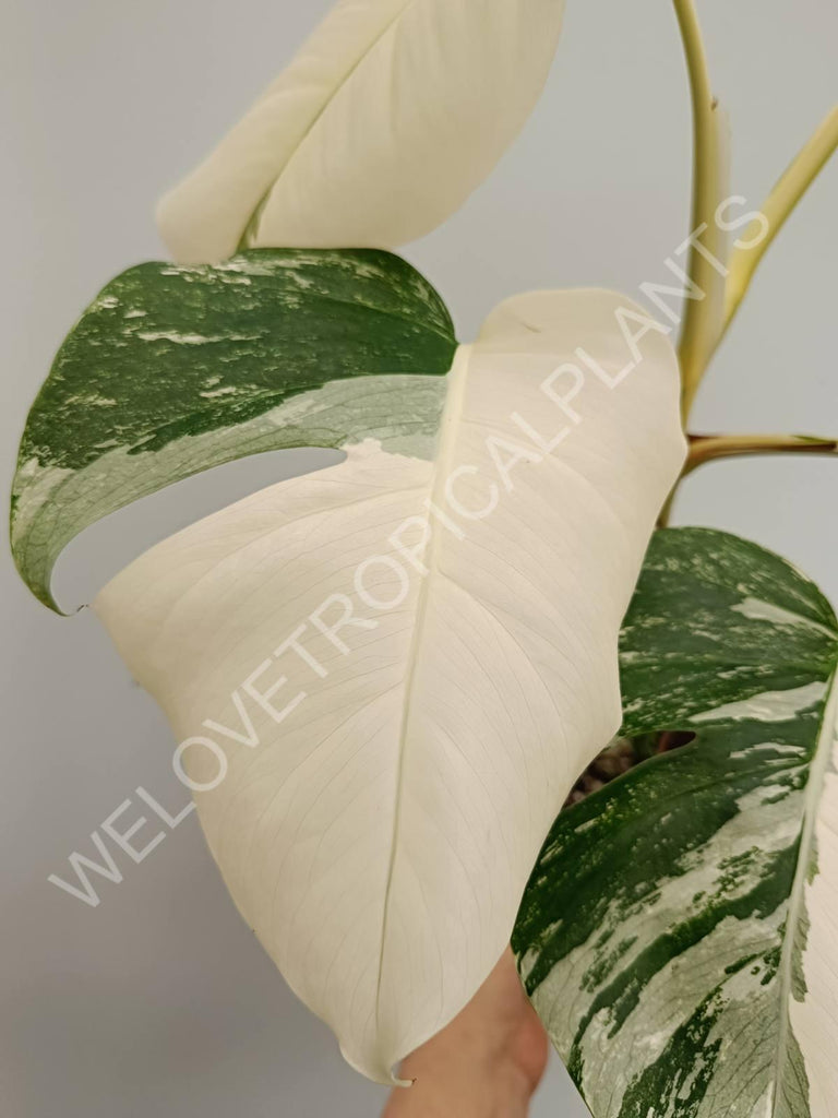 Monstera variegata albo fullmoon