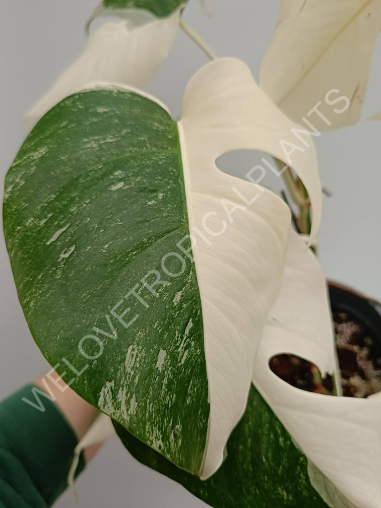 Monstera variegata albo fullmoon