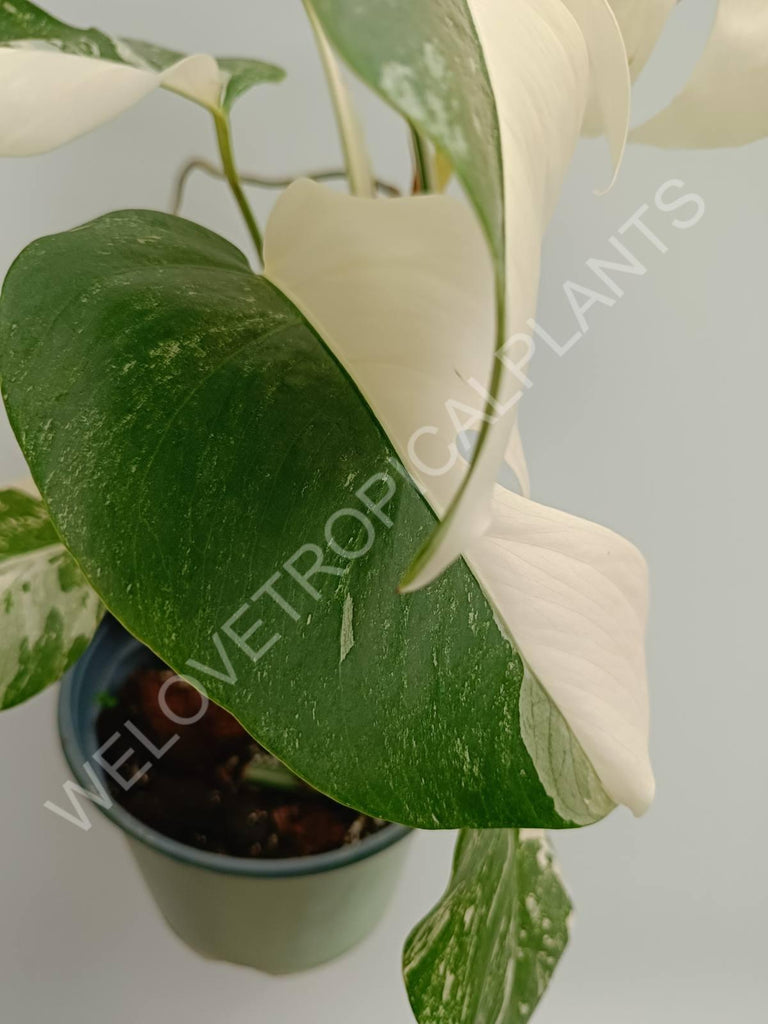 Monstera variegata albo fullmoon