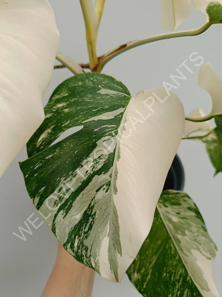 Monstera variegata albo fullmoon