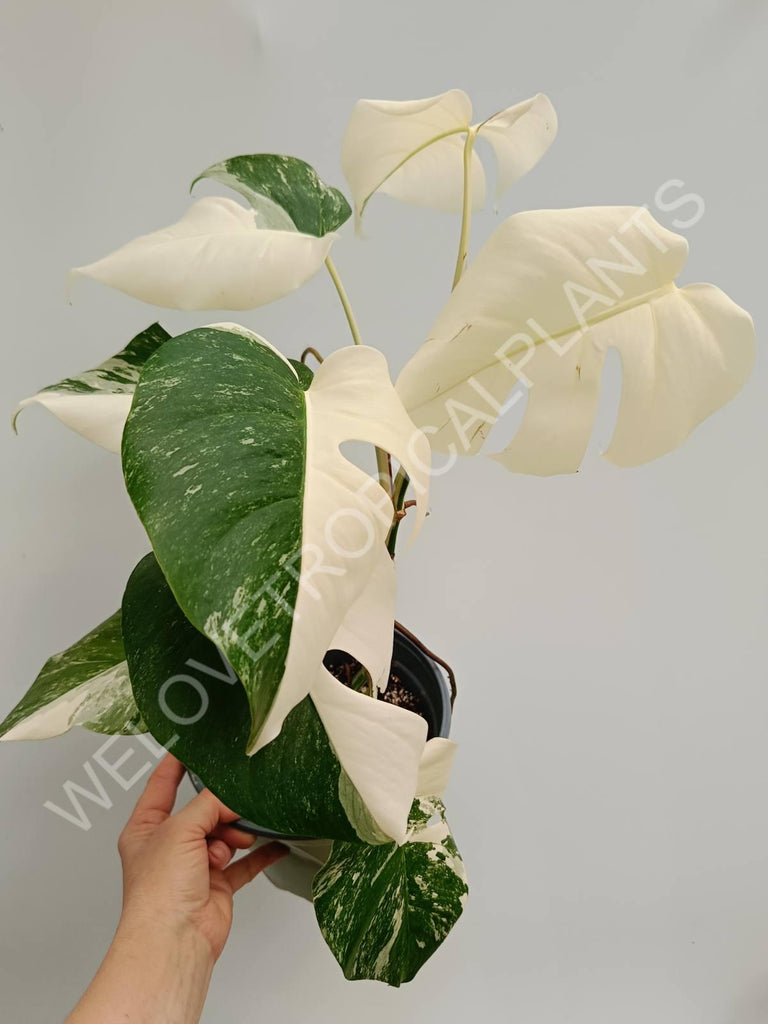 Monstera variegata albo fullmoon