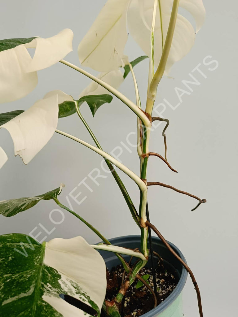 Monstera variegata albo fullmoon